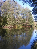 Бузулукский бор