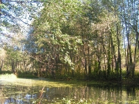 Бузулукский бор