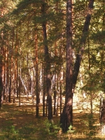 Бузулукский бор