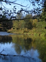 Бузулукский бор