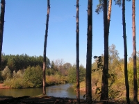 Бузулукский бор