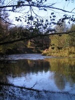 Бузулукский бор