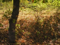 Бузулукский бор