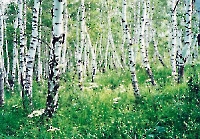 Лесные массивы Оренбургской области