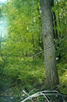 Близ посёлка Лисья поляна