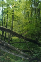 Близ посёлка Лисья поляна