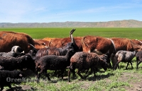 Из жизни Оренбуржья