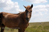 Из жизни Оренбуржья