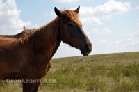 Из жизни Оренбуржья