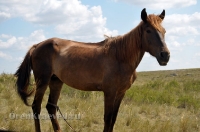 Из жизни Оренбуржья