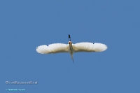 Большая белая цапля