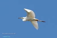 Большая белая цапля