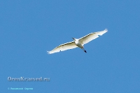 Большая белая цапля