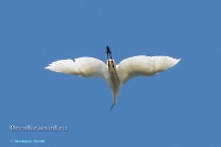 Большая белая цапля