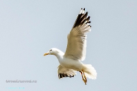 Чайки в районе озера Айке. Июнь 2025 года