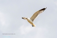 Чайки в районе озера Айке. Июнь 2025 года