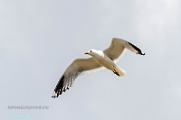 Чайки в районе озера Айке. Июнь 2025 года