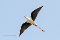 Ходулочник