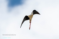 Ходулочник в районе озера Айке. Июнь 2025 года