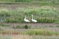 Малый лебедь в районе озера Шалкар-Ега-Кара. Июнь 2025 года