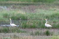 Животный мир