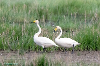 Малый лебедь в районе озера Шалкар-Ега-Кара. Июнь 2025 года