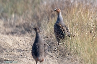 Серая куропатка