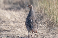 Серая куропатка