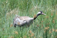 Серый журавль