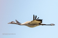 Серый журавль