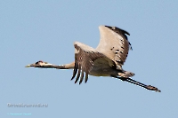 Серый журавль