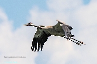 Серый журавль