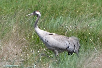 Серый журавль