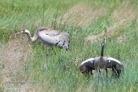 Серый журавль