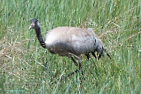 Серый журавль