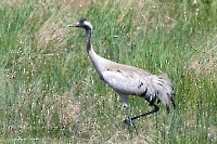 Серый журавль