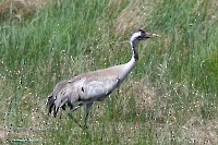 Серый журавль