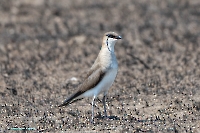 Степная тиркушка в районе озера Айке. Июнь 2025 года