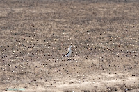 Степная тиркушка