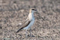 Степная тиркушка в районе озера Айке. Июнь 2025 года