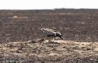 Степной орёл