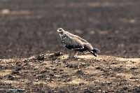 Степной орёл