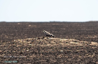 Степной орёл