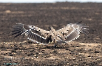 Степной орёл