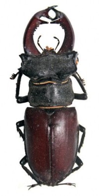 Жук-олень – Lucanus cervus