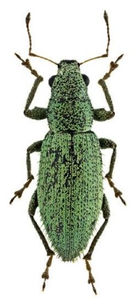 Острокрылый слоник – Euidosomus acuminatus