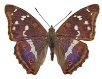 Большая переливница – Apatura iris