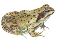Травяная лягушка – Rana temporaria