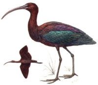 Каравайка – Plegadis falcinellus