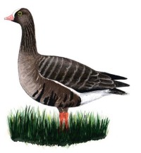 Пискулька – Anser erythropus